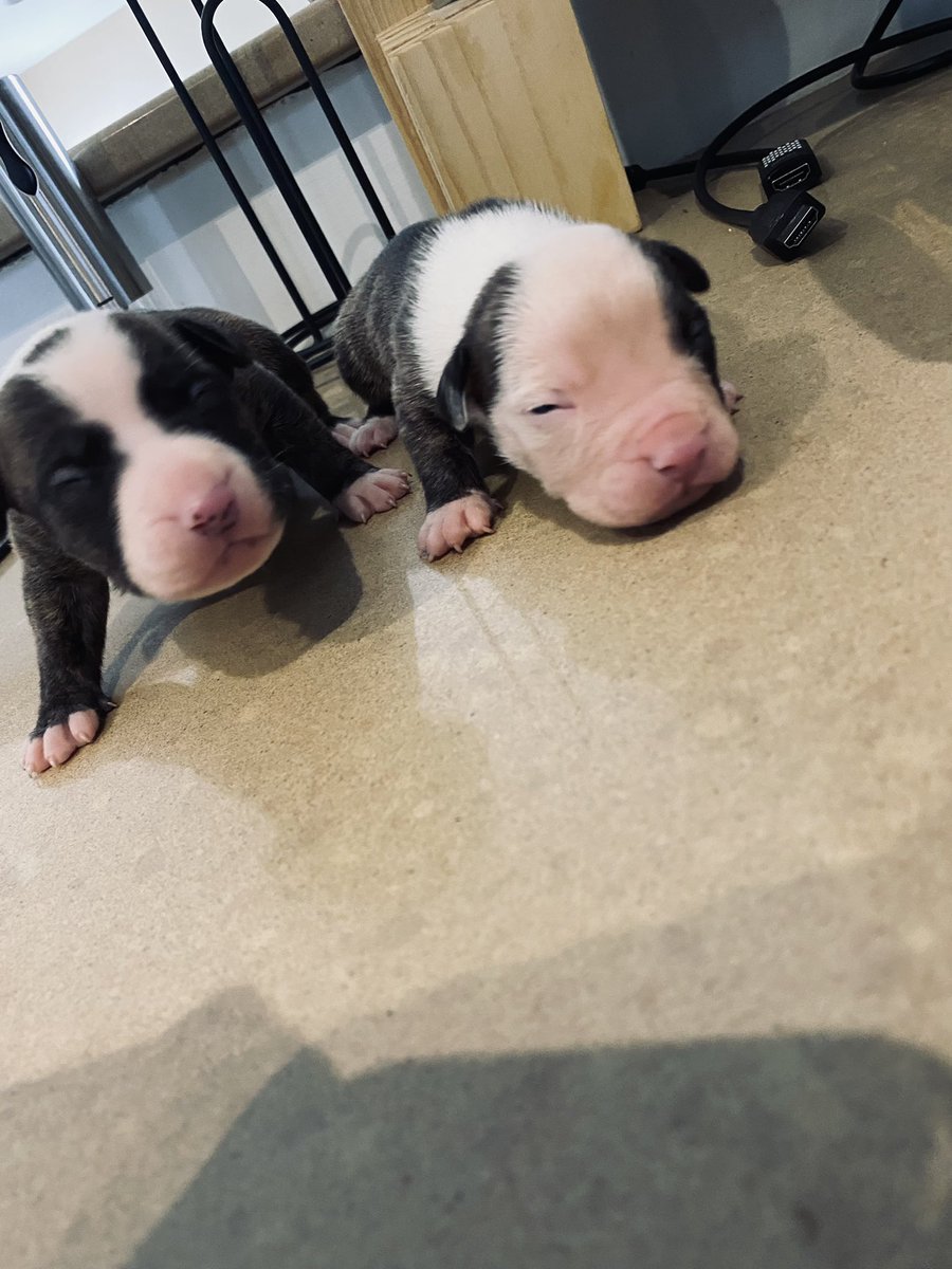 michaelbarnes23's tweet photo. 14 days old 💜 https://t.co/4AN2IWfUnZ