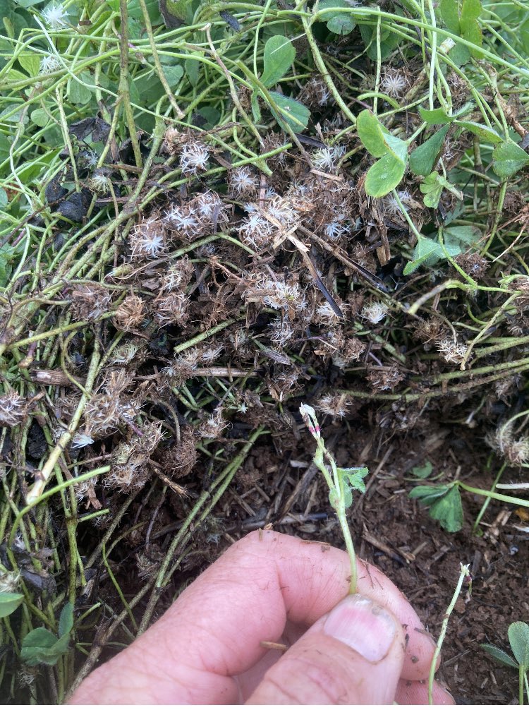 QuilterAnth's tweet photo. This is a Bindoon sub clover seed crop near Corowa.
Bindoon is a early-mid type, but in a soft finnish, it just keeps growing and setting seed..
That’s why it’s such a great variety in a re-generating annual pasture.
It sets SO MUCH SEED…!!
#ALBA
#annualpasture
#subclover https://t.co/mFNcXC6YgD