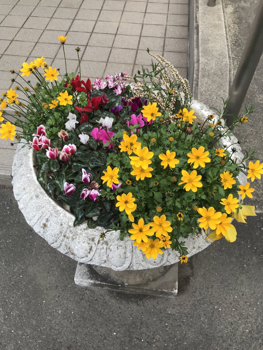 今日の花🌸 と 富士山 東京西部は、穏やかな天候でした。 夕暮れの富士山もつけます⛰ 皆様、よい夕べを。