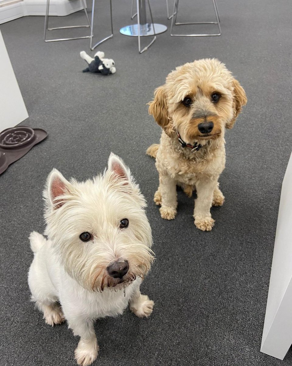 Meet Harry and Alfie. 

Always on hand to share your crisps; an early warning system to alert us to all visitors and currently waiting patiently to go and inspect some doors 👀

#earnthosetreats #dogboss #officedogs #officeelves #bifolddoors #entrancedoors #aluminiumdoors