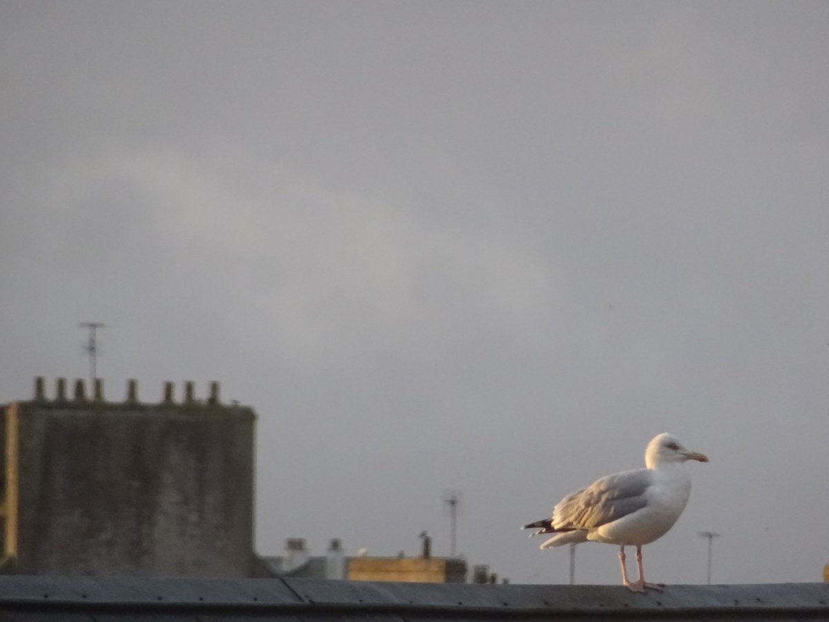 Aujourd'hui le soleil se lève sur <a href="/SBM_Concarneau/">Marinarium</a> comme pour annoncer le départ imminent de #PNDB <a href="/reseau_devlog/">DevLOG</a> #ecoinfoFAIR2021 autour du développement R, R Shiny, #usegalaxy &amp; co via <a href="/Le_Museum/">Muséum national d'Histoire naturelle</a> et <a href="/FRBiodiv/">FRB</a> #CESAB