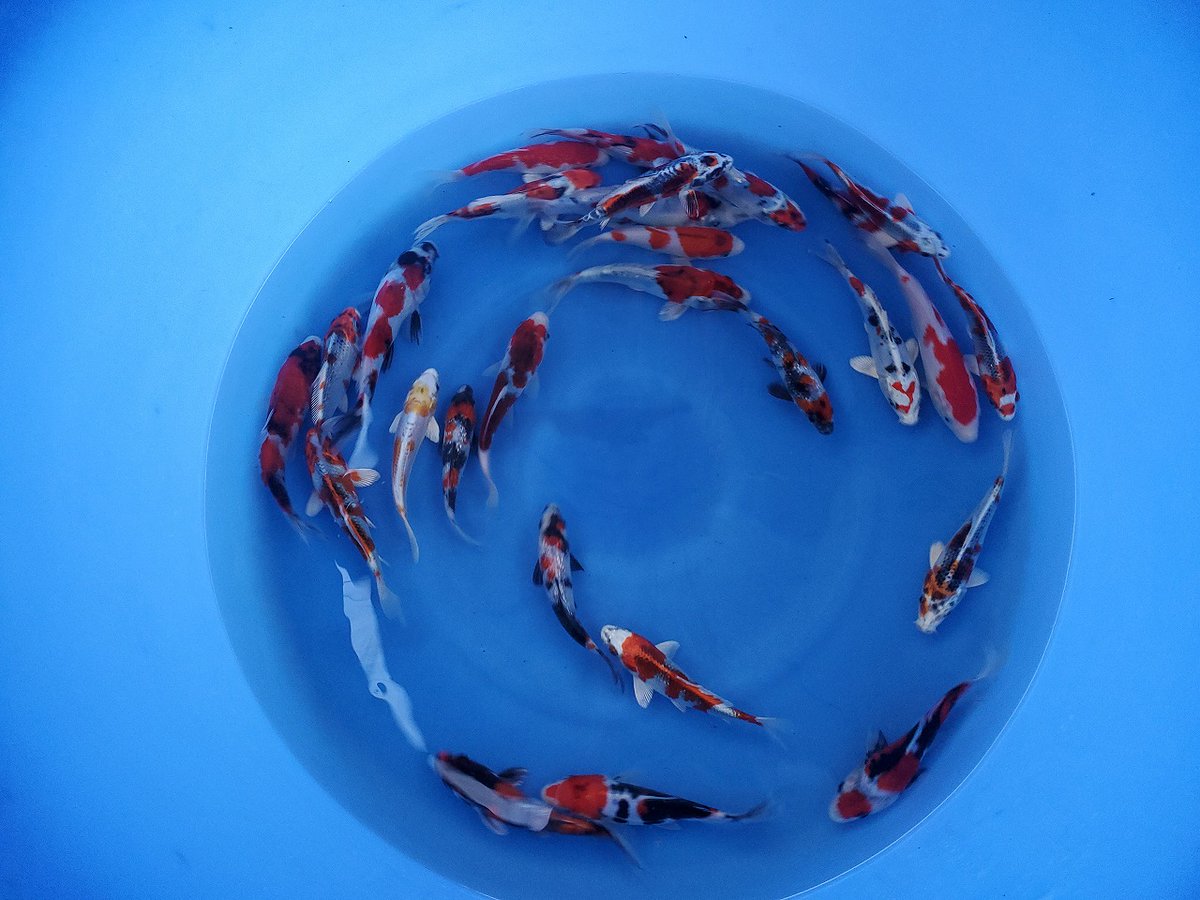 直接引き取り限定○新潟市○ 錦鯉 紅白 小千谷産 6歳 体長：約75cm KOI