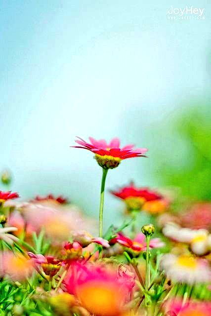 rajalrfee's tweet photo. ماعلق العبدُ آمالاً بخالقه
 إلا رآها كضوءِ الصُبح مبتهجًا

#قروب_المسافر_فهد
#قروب_نبع_الوفاء_للدعم
⁧#اسطول_زعماء_تويتر⁩
#مملكة_محمد_للدعم
#قروب_ترنداوية https://t.co/XpcDgaatBF