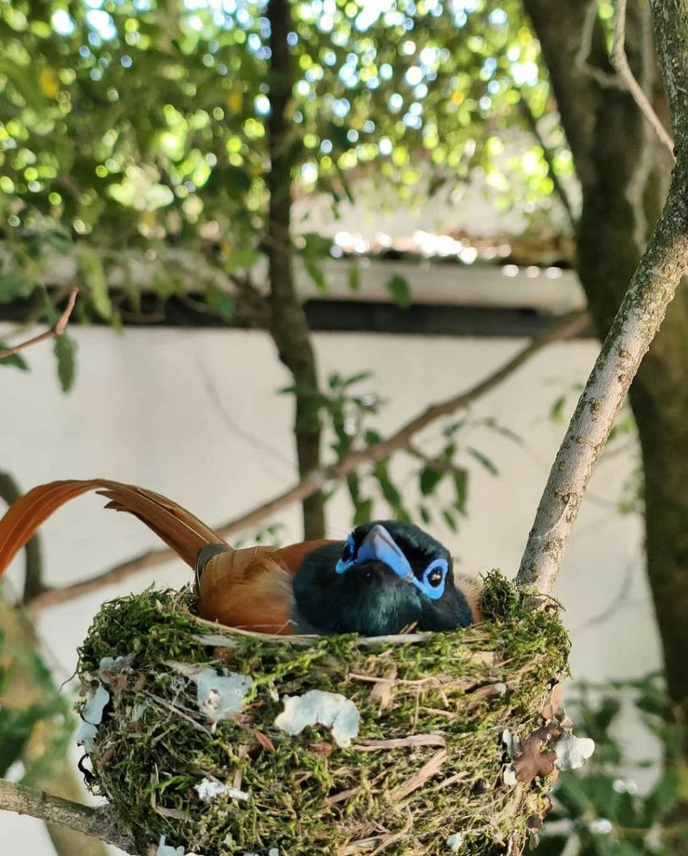 BoschendalFarm's tweet photo. The nest always feels a little cosier early in the morning 🐥 but there are plenty of fun farm adventures to be had! See what’s on at Boschendal: https://t.co/GcMLxK16fg 
📸: @jason_friedrich_bunge on Instagram 
#nature #birds #birdatching #farmlife #boschendal #franschhoek https://t.co/B5w35EP9g9