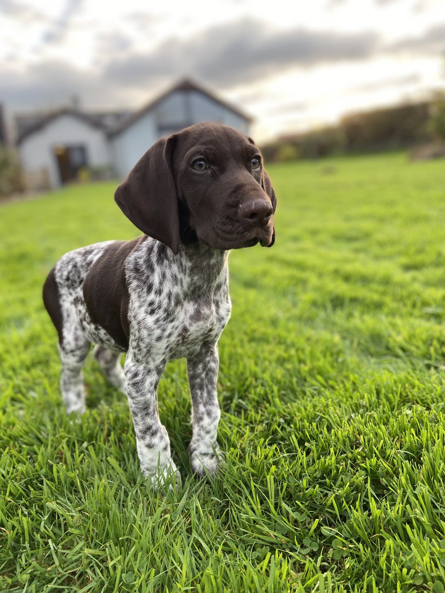 DevonWilds's tweet image. Welcome to our new team member! 9 weeks today 🥰 #germanshorthairedpointer #dogs #dogsoftwitter #DogsofTwittter #puppy #gsp