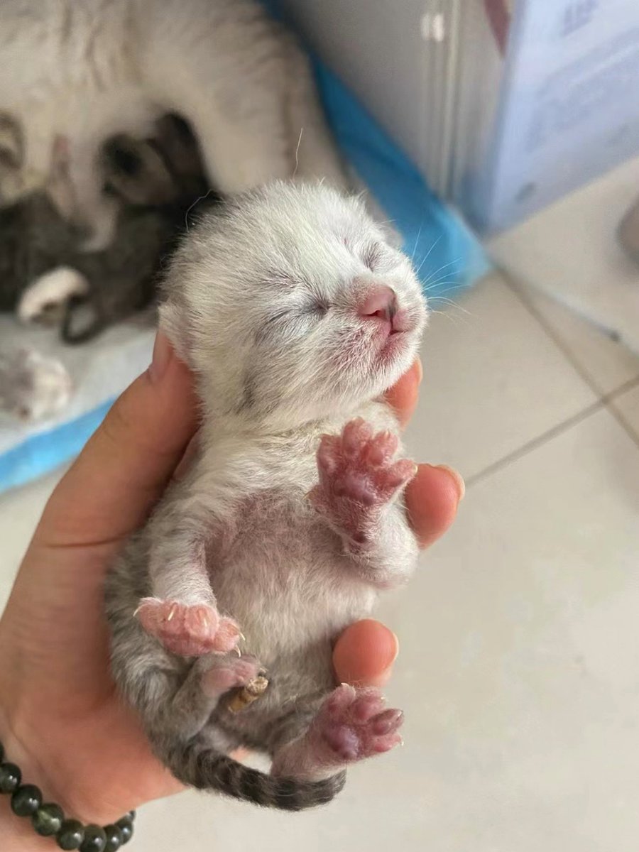 pl_l4's tweet photo. 粉色爪子好可爱🥺 https://t.co/6M4LBNUYXH