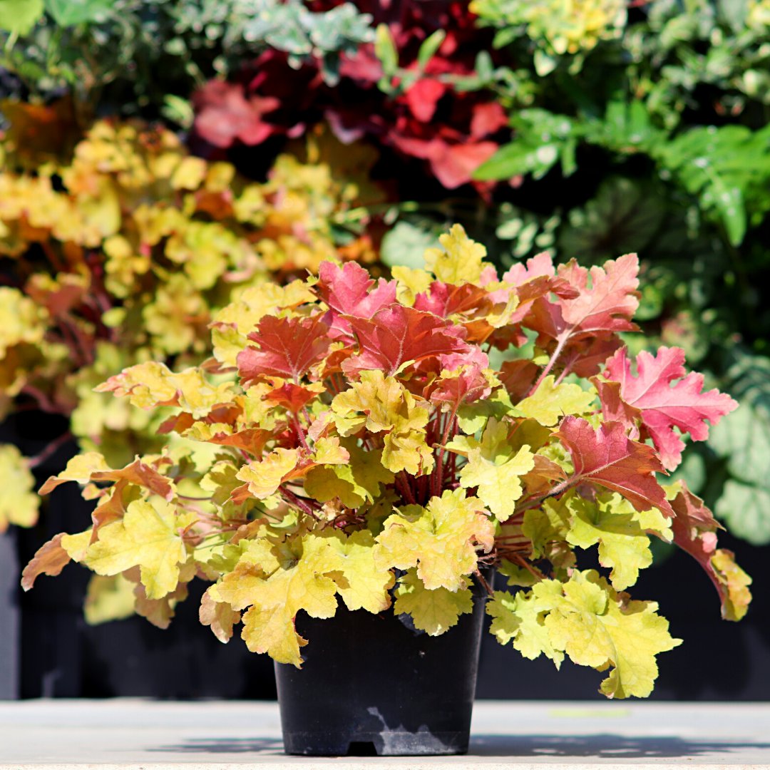 You either love it or hate it… heuchera marmalade is easy to grow, requires little maintenance &amp; looks even more gorgeous when planted in groups. Read our blog to discover how you can create an autumn living wall display using only heucheras.
growingrevolution.com/2021/10/try-th…