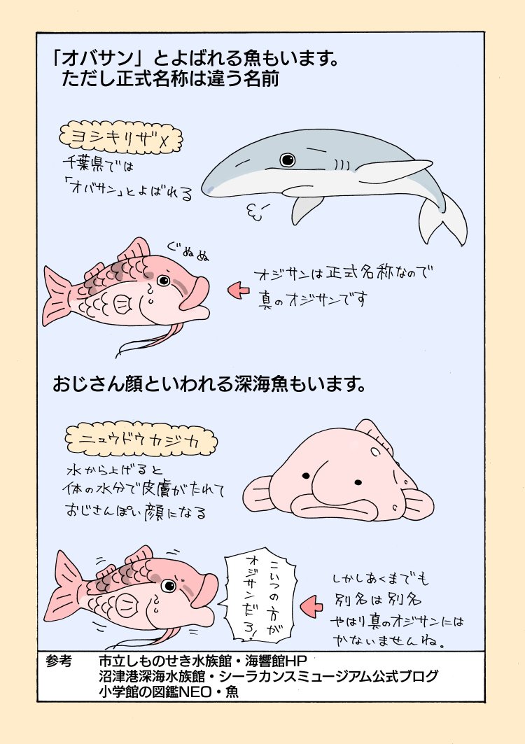 この魚、名前は「オジサン」
#イルカはフグ毒でハイになる? 