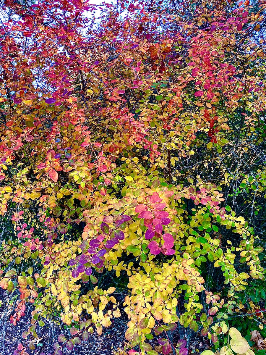 ARCO IRIS OTOÑAL…
Agracejo rojo (Berberis thunbergi “Atropurpurea Decora”)
Pa qué hablar más…
#berberisthunbergii #berberis #agracejorojo #agracejo #otoño2021 #pepeplana #eneljardindepepeplana