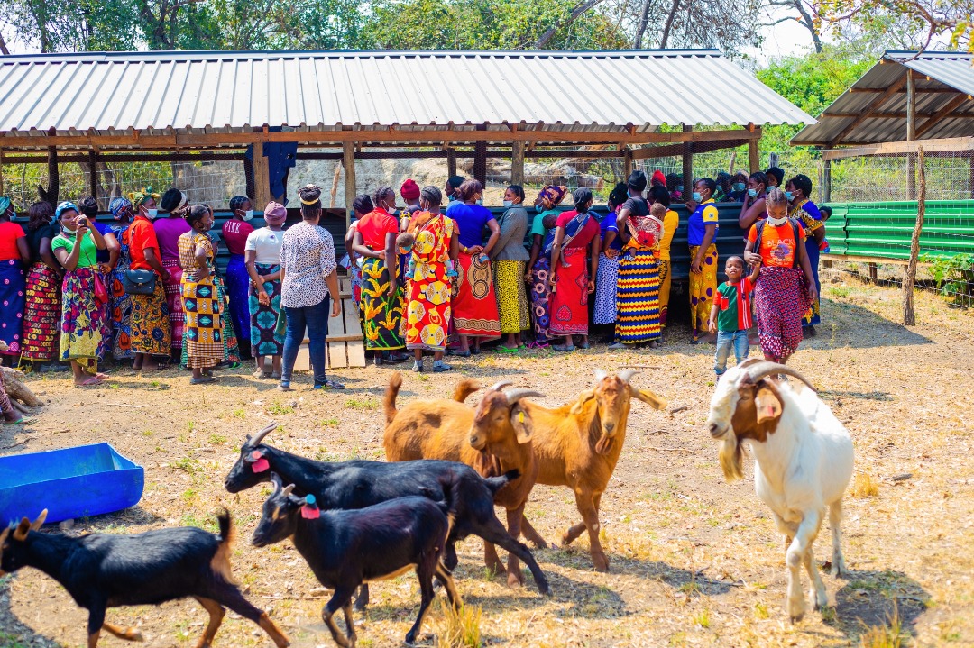 prosperozm's tweet photo. @CattleWealth- Providing sustainble goat markets for smallholder farmers

Prospero partnered with @CattleWealth to integrate a goat out-grower scheme in their business model to allow local goat farmers in Chibombo to supply them with quality goats.

@UKinZambia https://t.co/gS4qmxvF7W
