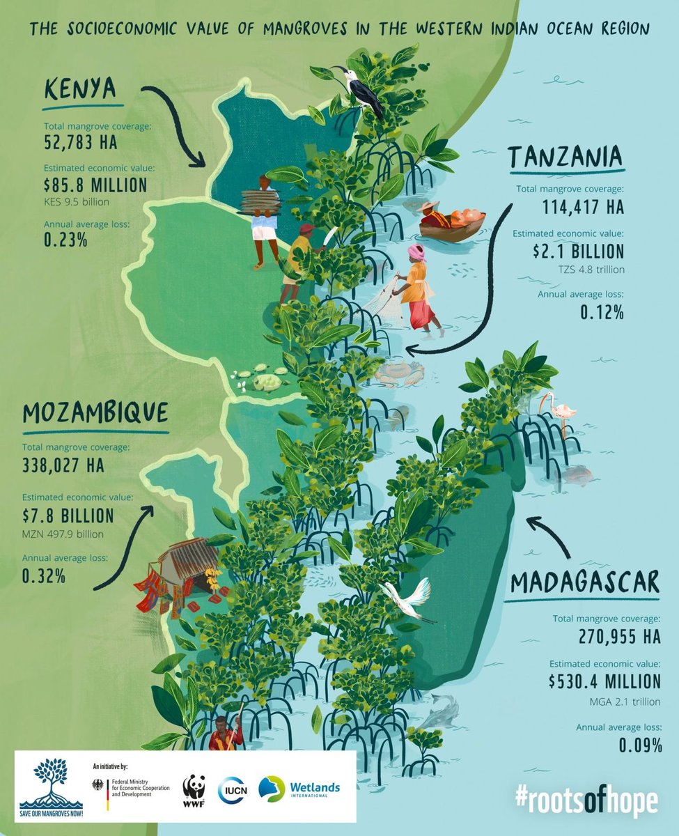 GregoireDubois's tweet photo. Great infographics about mangroves #rootsofhope

#Biodiversity #Mangroves #Africa https://t.co/v3WNay62zR