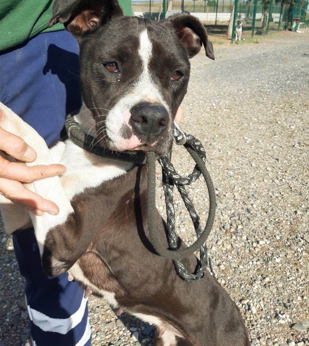 Caso externo

  🔴 URGENTE 

LUNA🖤  #lunappphada 

Luna llegó a la perrera hace poquito y en solo unas semanas su cuerpecito ya se está resintiendo.
Ha dado un bajón increíble😭 
Viene de una casa y lo está pasando fatal en la perrera, tiene muchísimo estrés.