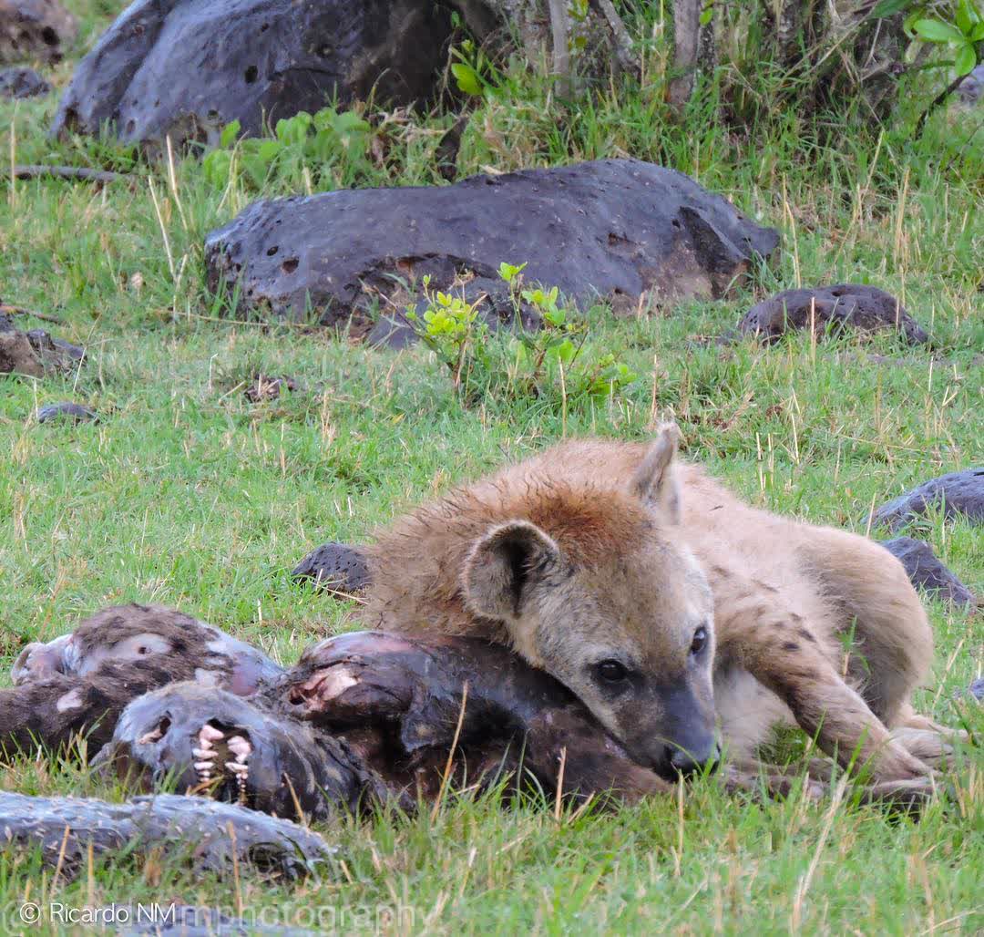 WildfriendsUG's tweet photo. Who said #Hyenas don't eat Hyenas? Ouchhh...! The dead one looked like overreacting but the living ninja finally got the trick! "You thought you can escape my jaws?" A shocking sighting on a #gamedrive in #MasaiMara #MagicalKenya
📸RichadoNunez
#Carnibalism #Scavengers
#Wildlife https://t.co/tBQxjjmGzW
