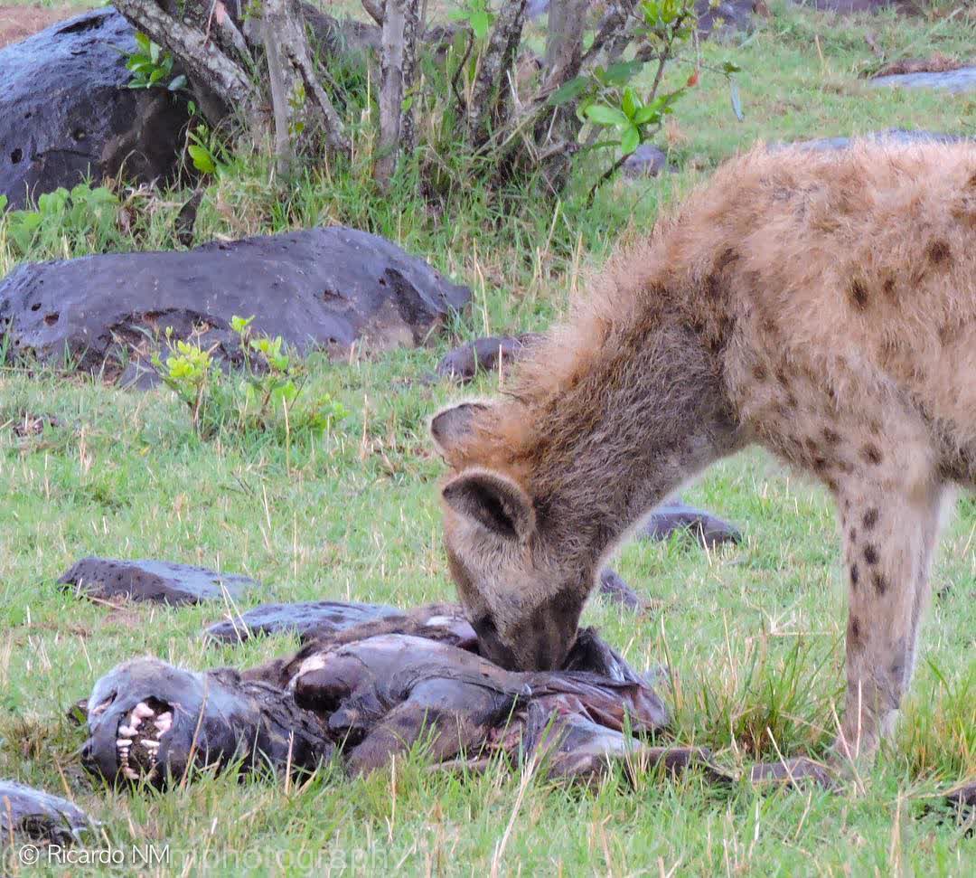 WildfriendsUG's tweet photo. Who said #Hyenas don't eat Hyenas? Ouchhh...! The dead one looked like overreacting but the living ninja finally got the trick! "You thought you can escape my jaws?" A shocking sighting on a #gamedrive in #MasaiMara #MagicalKenya
📸RichadoNunez
#Carnibalism #Scavengers
#Wildlife https://t.co/tBQxjjmGzW