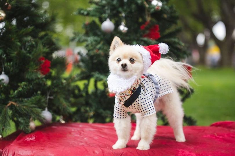 lamialaa55's tweet photo. I was born in the #winter, but my #heart belongs to #christmas. 🎄🐶

>>>>   https://t.co/fDmE9W8lec

#Christmasgifts #dogsoftwitter #dogs #wednesdaythought #WednesdayMotivation #wedomorewednesdays #Wednesdayvibe #wedding https://t.co/lB26tHuLmy