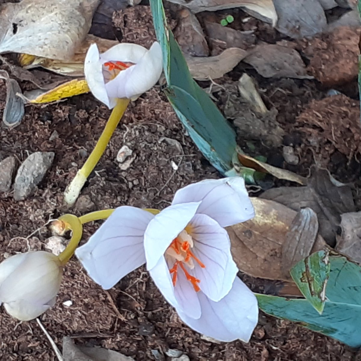 gardendesign_it's tweet photo. Foglie, concimazioni, dalie, curiosità botaniche...prepariamo la primavera  con i suggerimenti della Newsletter n.3. Iscriviti su https://t.co/kbSEO2JwFv #foglie #autunno #newsletter #dalie #giardino #giardinonaturale https://t.co/3RUrsd3uKE