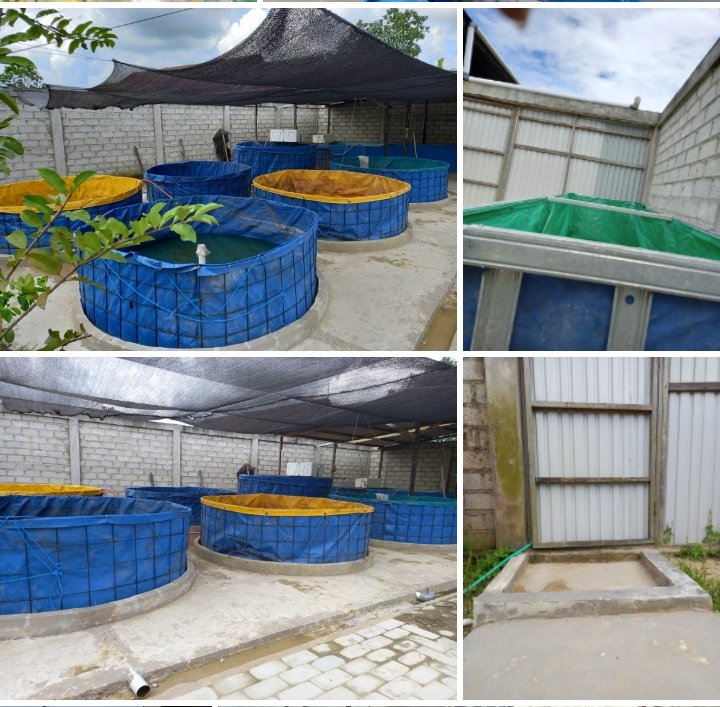 AM_Samarinda36's tweet photo. Selasa (23/11), AM, Luhkan Bantu Samarinda, Lokasi Bpk Farid cs di Gg Angga Kel Rawa Makmur, Anjangsana perorangan pembenihan ikan, tahap konstruksi lokasi pembenihan bertujuan u/ standarisasi CPIB (Akses informasi dan teknologi), #GiatLuhkanSatminkalTegal #Samarinda #Aktifitas https://t.co/pHZyDTEd4m