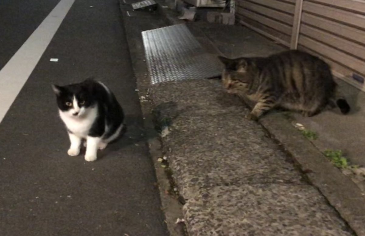 HIROMORITATOKYO's tweet photo. 夜猫
寄ってきた😄
#gato #chat #mao #kazte #kedi #고양이 #বিড়াল #बिल्ली #猫 #Кот #قط #Kat #Katt #Paka #แมว #Kissa https://t.co/ffeBGknp1r