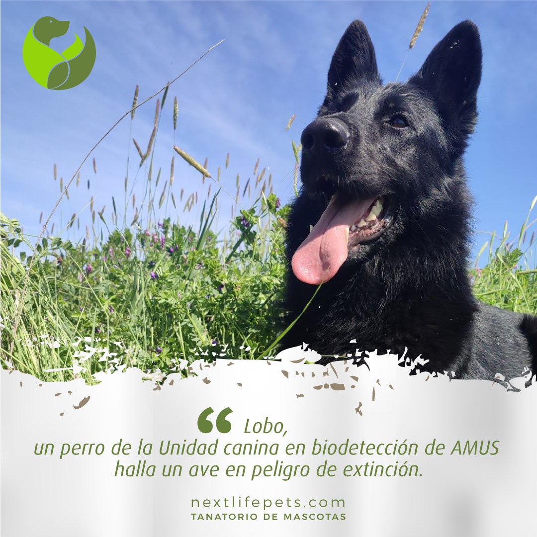 NextLifePets's tweet photo. «Lobo» un #perro de la Unidad canina en biodetección de AMUS halla un ejemplar de Ibis Eremita, una especie «en peligro de extinción».
·
🌐 https://t.co/tDjX1DVHmr
·
#TanatorioSostenible #Mascotas #NOContaminante #TanatoriodeMascotas #AnimalesDeCompañía     #VeterinariosMurcia https://t.co/oEmHjSPaRp
