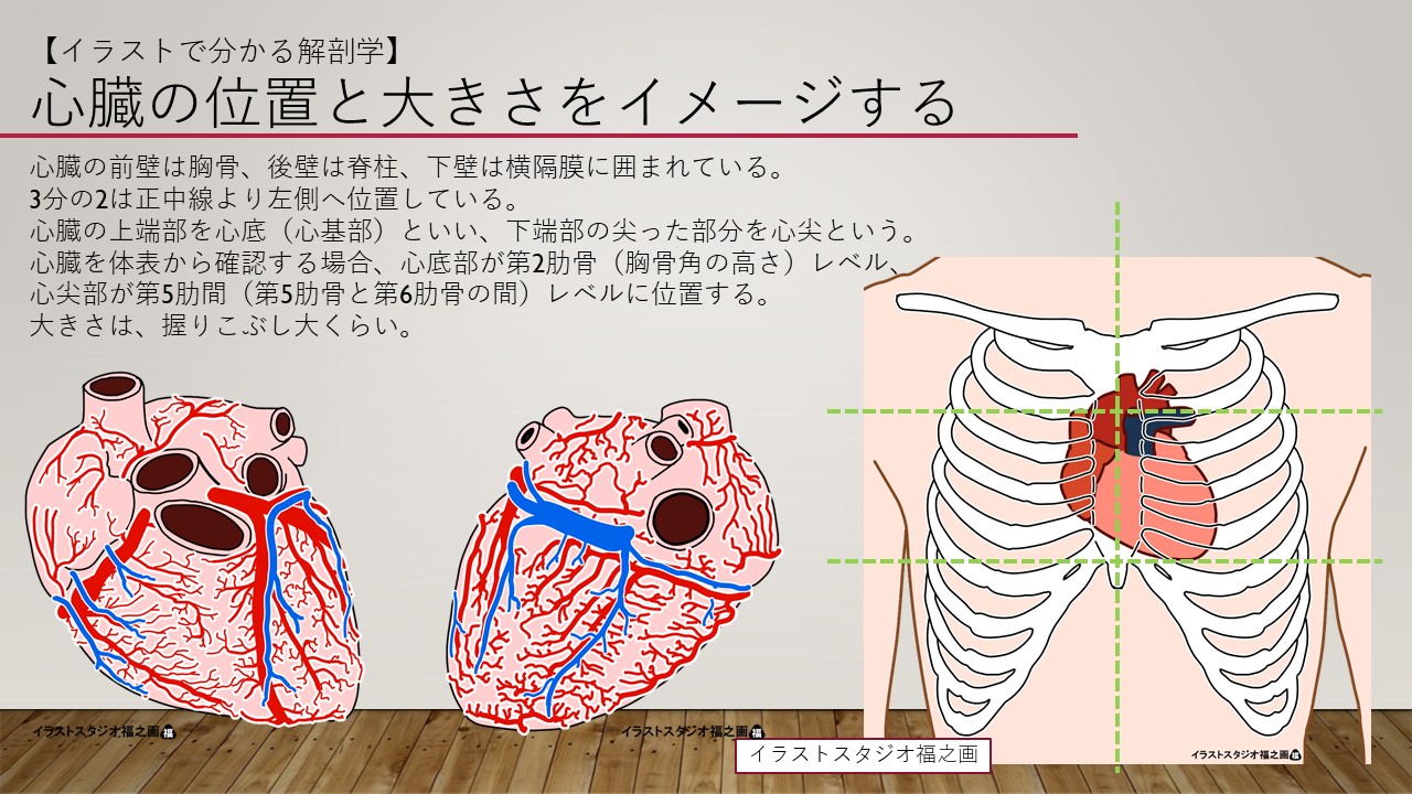 福山真樹 メディカルアナトミーイラストレーター イラストで分かる解剖学 心臓の位置と大きさ 胸骨と肋骨から 心臓の位置をイメージすることができます 大きさは 握り拳大くらいです T Co Gar7lxo17s Twitter