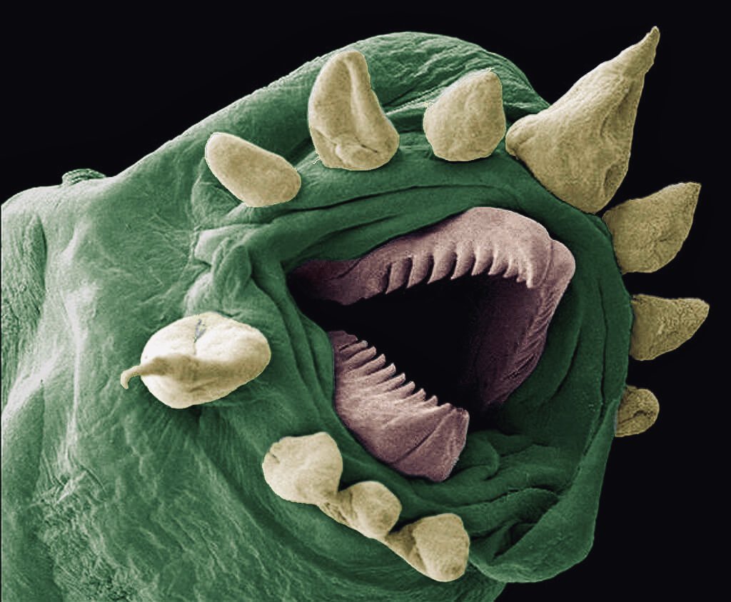 Agricultural impact Install microscopic images. Twitterissä: "electron microscope picture of a  hydrothermal worm. this organism, only slightly larger than a bacterium,  lives in deep sea near hydrothermal vents that spew hot water from beneath  the
