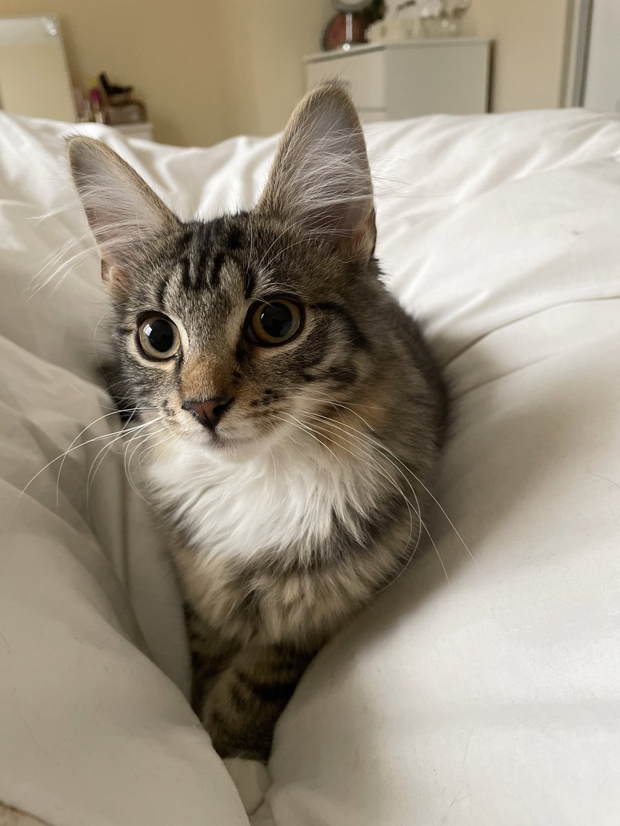 Thor_tabby's tweet photo. It’s too cold today! Can we just stay in bed and cuddle? #whiskerswednesday #catsoftwitter https://t.co/CJFSs4Kp1E