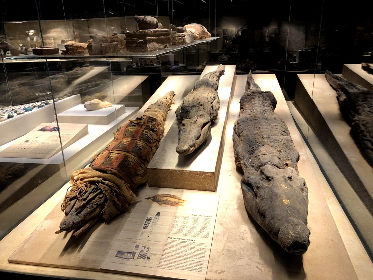 ナギーサファリ エジプト Nagi Egypt Twitter
