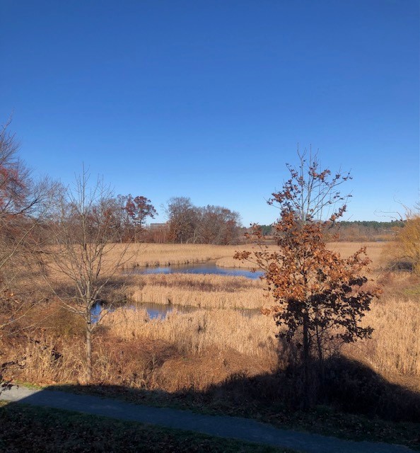 marketstapts's tweet photo. Meadow view day before Thanksgiving 2021. How fortunate we are and how thankful we are to live and work in such a beautiful area. Schedule your tour today for a beautiful view and a beautiful life.... MarketStreet Apartments, 781.334.2869 https://t.co/YHhbKEDDRn