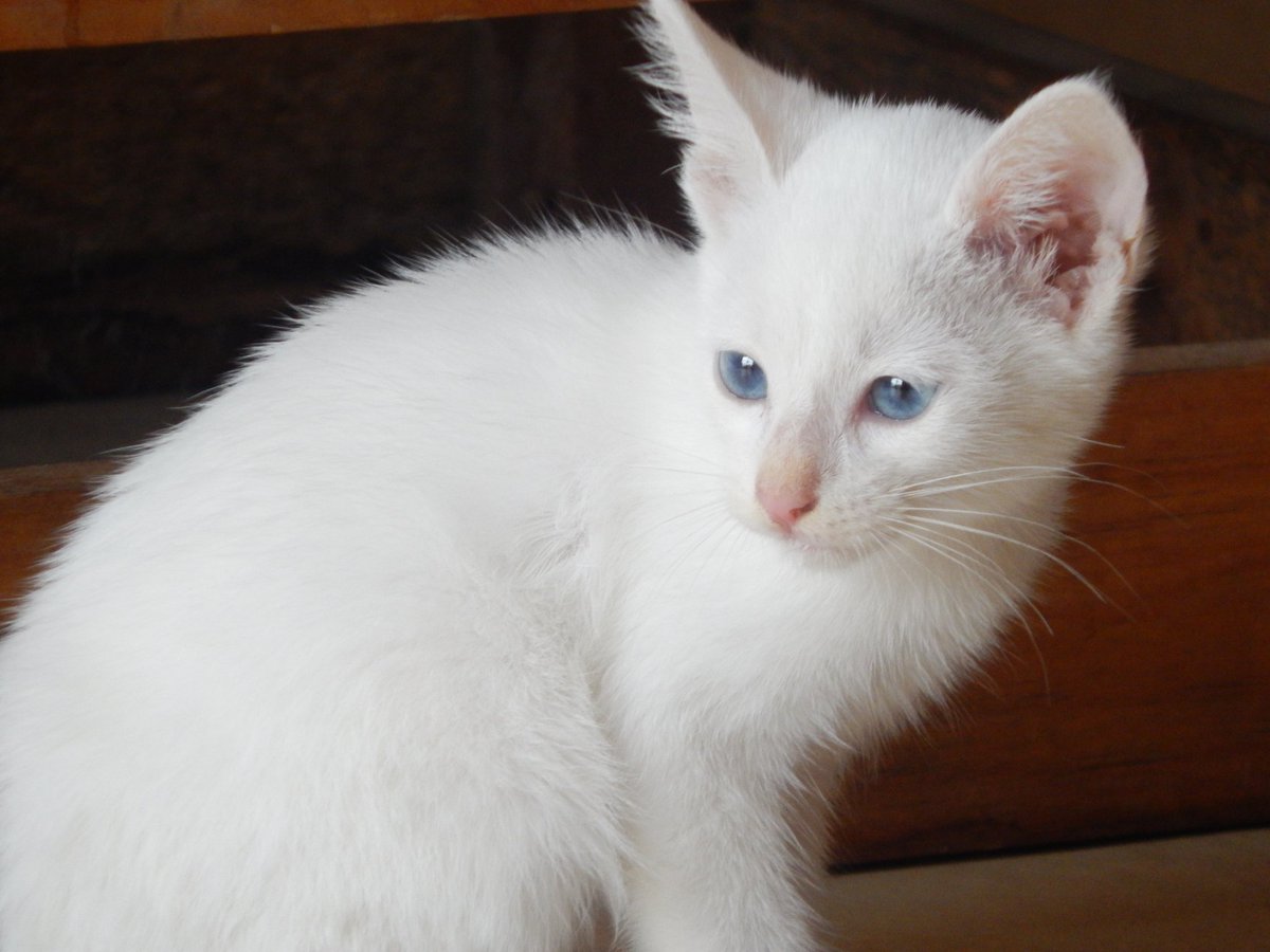 _CoffeeCat__'s tweet photo. Everyone has been asking if we have a cat at CoffeeCat Cafe. Introducing Coconut!! She will greet you at the door if you promise her pets. We hope she will bring you joy. #CoffeeLovers #Cats #Cafe #MentalHealthAwareness #MentalHealth #Emotionalsupportanimal #Coffeehousestories https://t.co/qZHQhazvtR