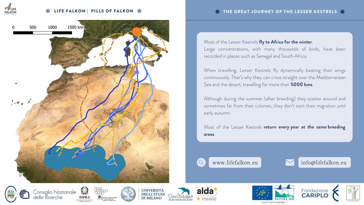 Every year our small friends travel more than 5000kms, and every year they come back to the same nests!
On today's Pills of Falkon: The Great Journey of the #Lesserkestrel.
<a href="/LIFEprogramme/">LIFE Programme</a> @MiTE_IT
#LIFEFalkon #LIFEproject