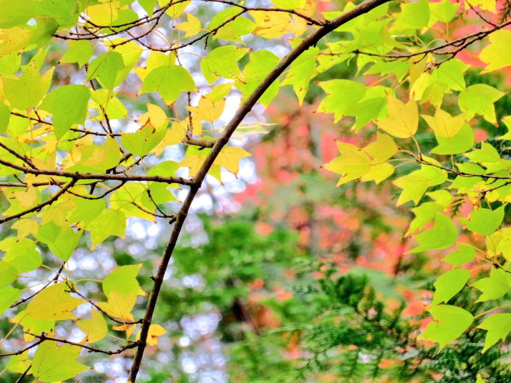 銀杏かな♡ 鮮やかな紅葉の中で ライムグリーン💚 自然を愛でるリハビリ 最高かもしれないな*°