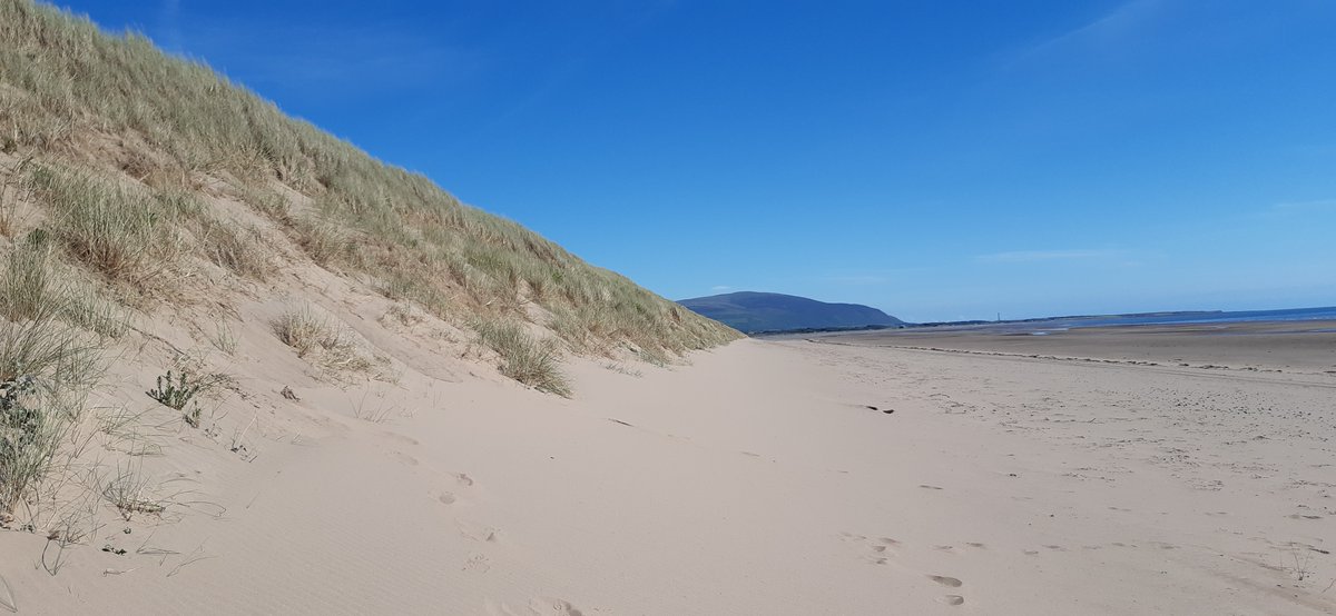 cumbriawildlife's tweet photo. 2/2 Also on this week's episode of The Lakes with Simon Reeve @simon_reeve meets Eve, our @dynamicdunes officer to talk about the amazing wildlife on Cumbria’s sand dunes like rare, protected natterjack toads & how dune species may be impacted by climate change #DynamicDunescapes https://t.co/qcXpJLUcZa