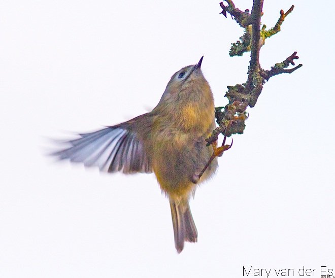 maryvanderes's tweet photo. #BirdsSeenIn2021
Please...
Hang eens héél even stil.
#Goudhaan #Regulus_regulus
#Goldcrest https://t.co/8TmYYgriOp
