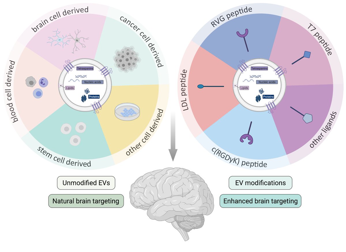 Vandenbroucke lab (@vdb_lab) on Twitter photo In our special delEVery review by <a href="/MariePauwels_/">Marie Pauwels, PhD</a>, we put the spotlight on brain targeting #ExtracellularVesicles! Read all about it here:
mdpi.com/2227-9059/9/11… In our special delEVery review by <a href="/MariePauwels_/">Marie Pauwels, PhD</a>, we put the spotlight on brain targeting #ExtracellularVesicles! Read all about it here:
mdpi.com/2227-9059/9/11…