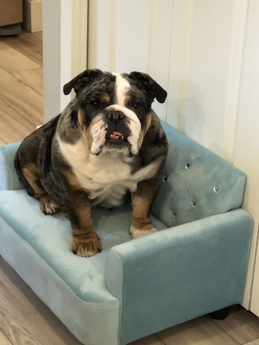 BulldogBurrito's tweet photo. Mom was taking pics of the baby on this so I stole it when she left the room 😈😈😈 #bulldogsoftwitter https://t.co/7i67ekDAyX