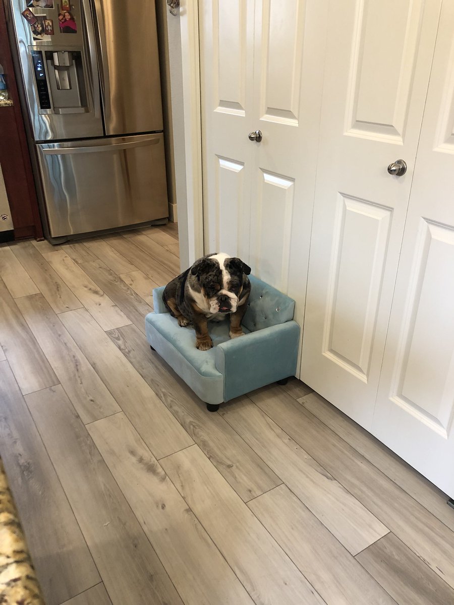 BulldogBurrito's tweet photo. Mom was taking pics of the baby on this so I stole it when she left the room 😈😈😈 #bulldogsoftwitter https://t.co/7i67ekDAyX