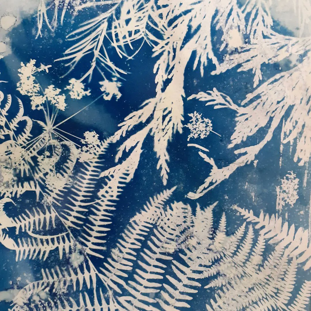 pamkelt's tweet photo. Cyanotypes and giclées reduced! Black Week sale @BlueFernPrints on https://t.co/XYKPQ0hPna 
https://t.co/HUSXg7g7el #cyanotypes #BlackWeek https://t.co/gyHHN8ASXY