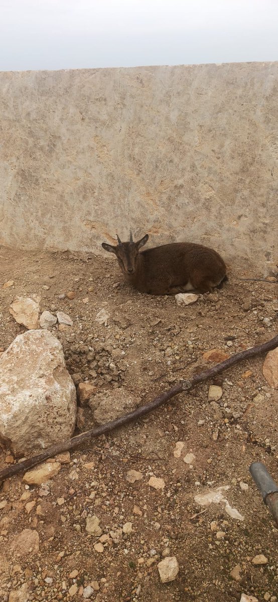 YAVRU YABAN KEÇİSİ EMİN ELLERDE

Vatandaşlarımızın ihbarı üzerine güçten düşmüş halde bulunan yavru yaban keçisi gerekli bakımları yapılmak ve tekrar doğal yaşam alanına bırakılmak üzere ekiplerimiz tarafından koruma altına alınmıştır. <a href="/adiyamanDKMP/">Adıyaman DKMP</a> <a href="/BOLGE3DKMP/">DKMP 3. Bölge Şanlıurfa</a> <a href="/milliparklar/">DKMP Genel Müdürlüğü</a>