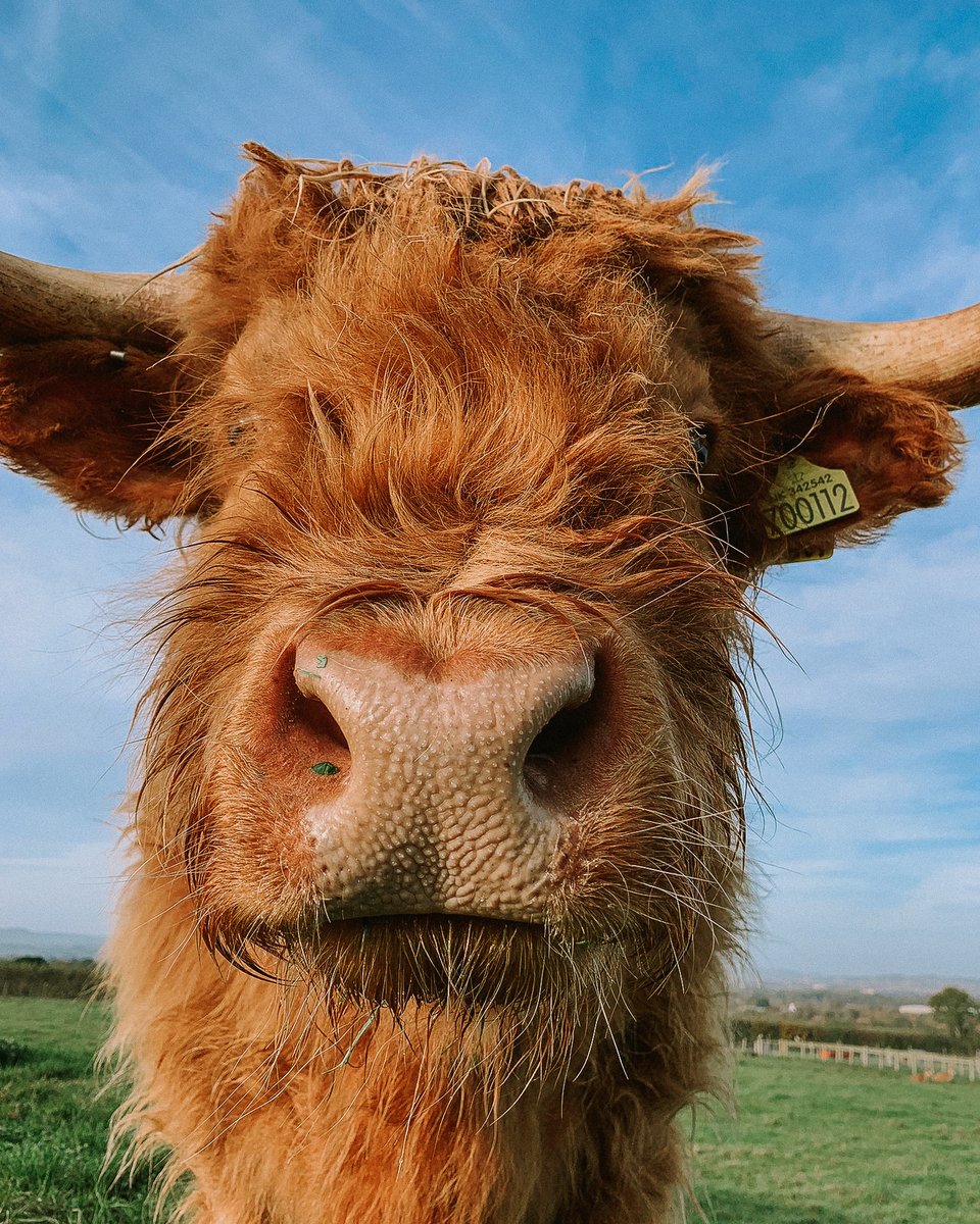 GreendaleFarm's tweet photo. Our highland cows have had a trim!
#greendalefarmshop #farmtrail #highlandcows #icanseeclearlynow๐ถ #cute #animals https://t.co/l5FwXYUYh7