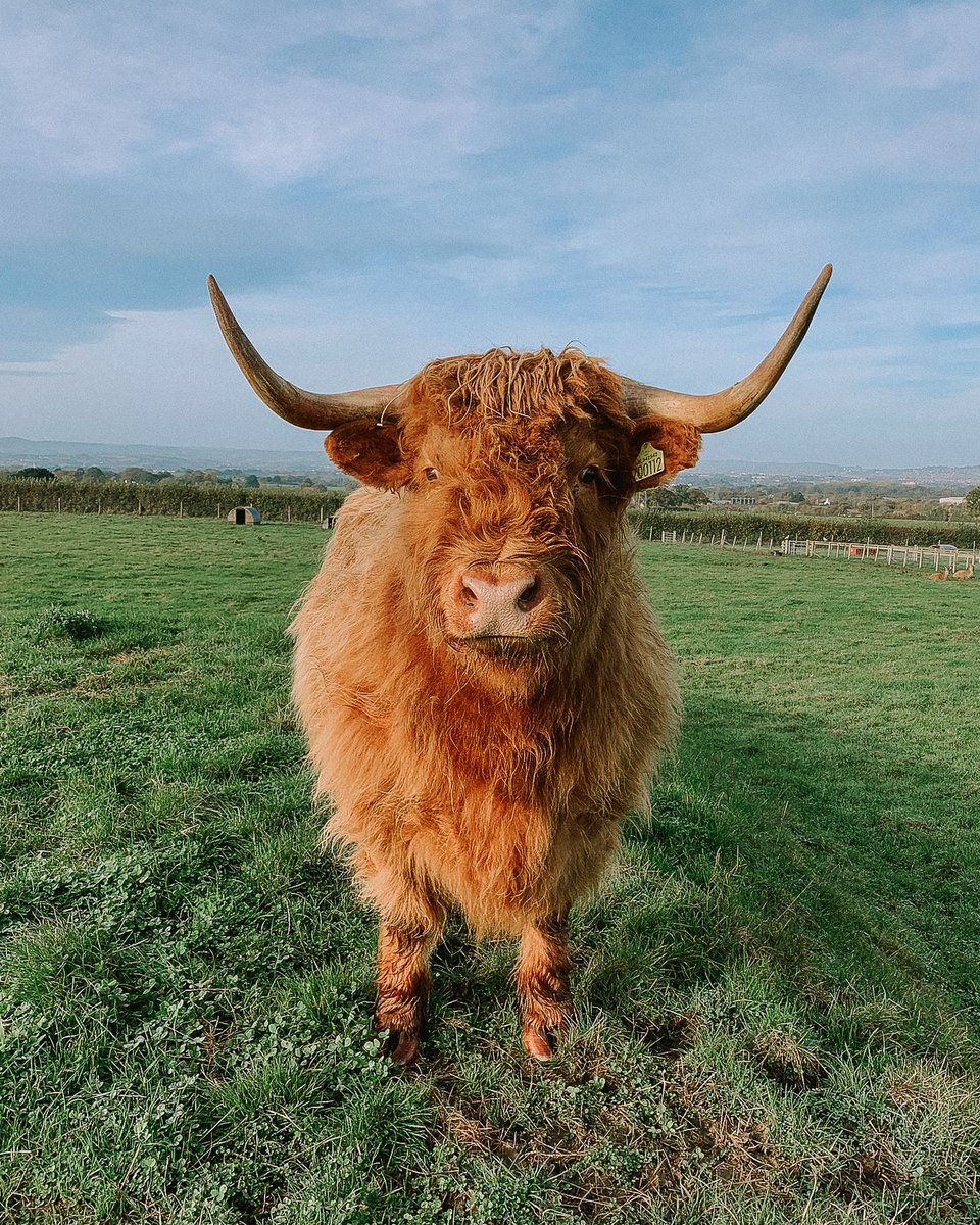 GreendaleFarm's tweet photo. Our highland cows have had a trim!
#greendalefarmshop #farmtrail #highlandcows #icanseeclearlynow๐ถ #cute #animals https://t.co/l5FwXYUYh7