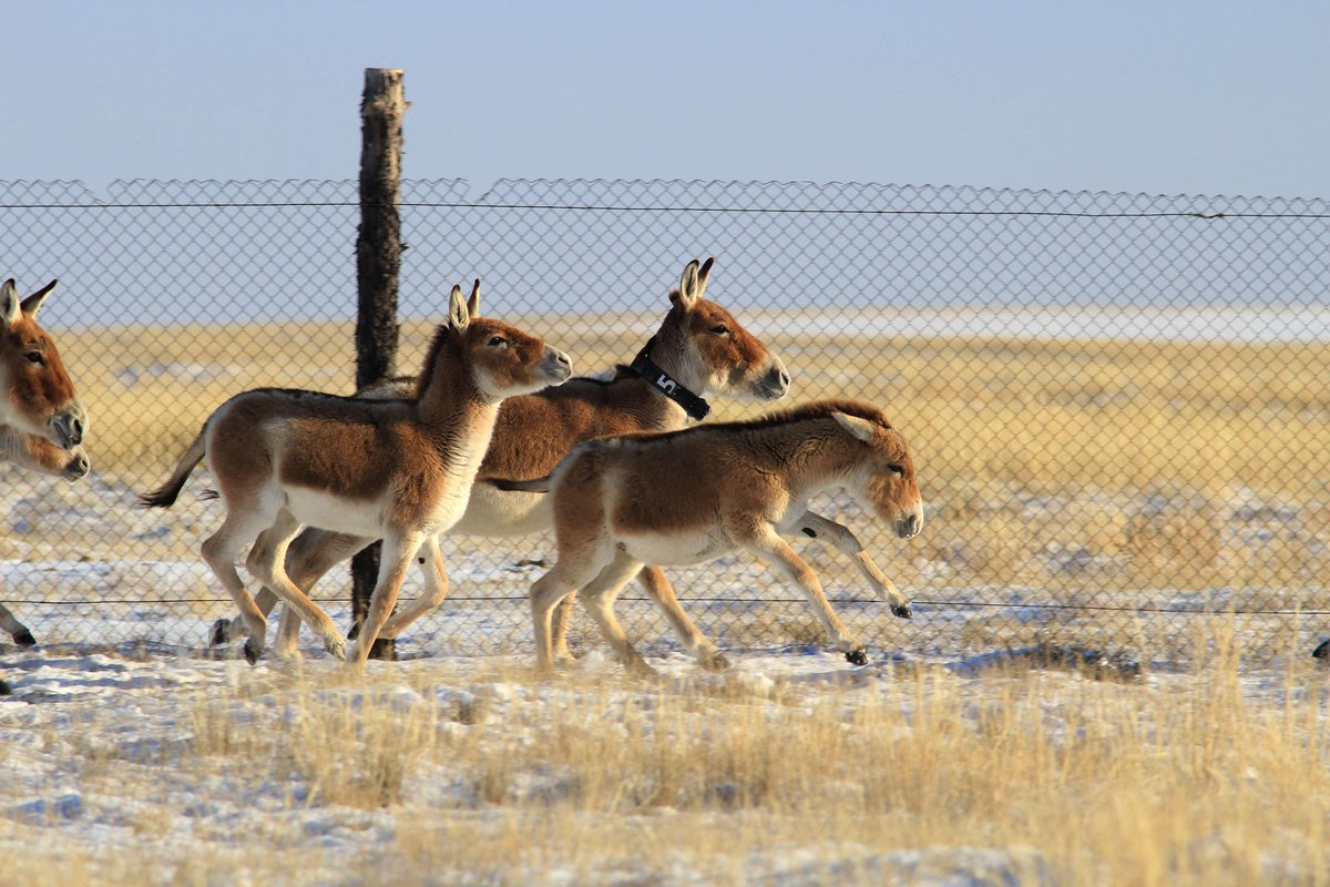 Global Initiative on Ungulate Migration tweet media