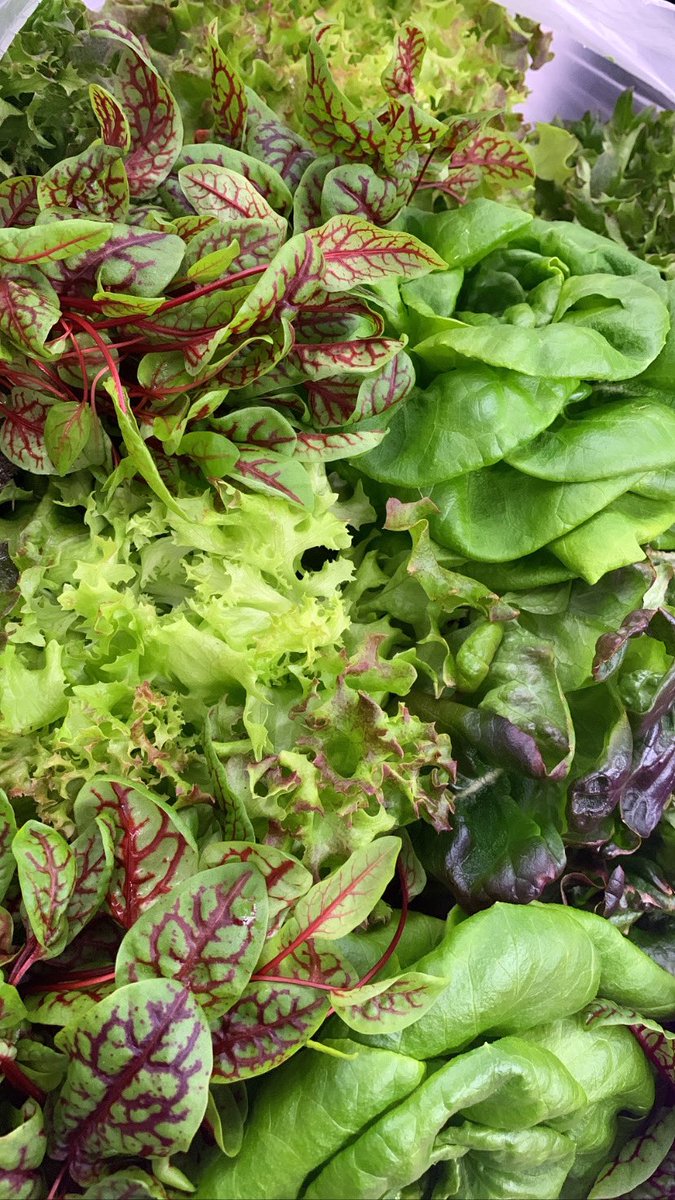 amberxlaurenx's tweet photo. #farmerbae 

y’all hit up @eedenfarms for y’all produce grown by yours truly 💚 https://t.co/5L2xgts9zv