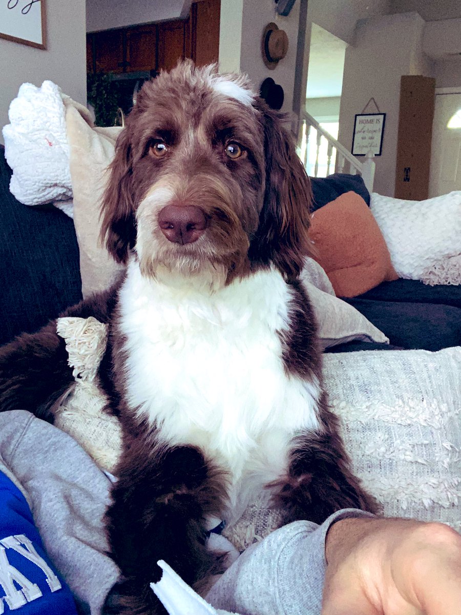 Happy 1st birthday to my Harlow! Love you so much girl 🥰❤️🐶