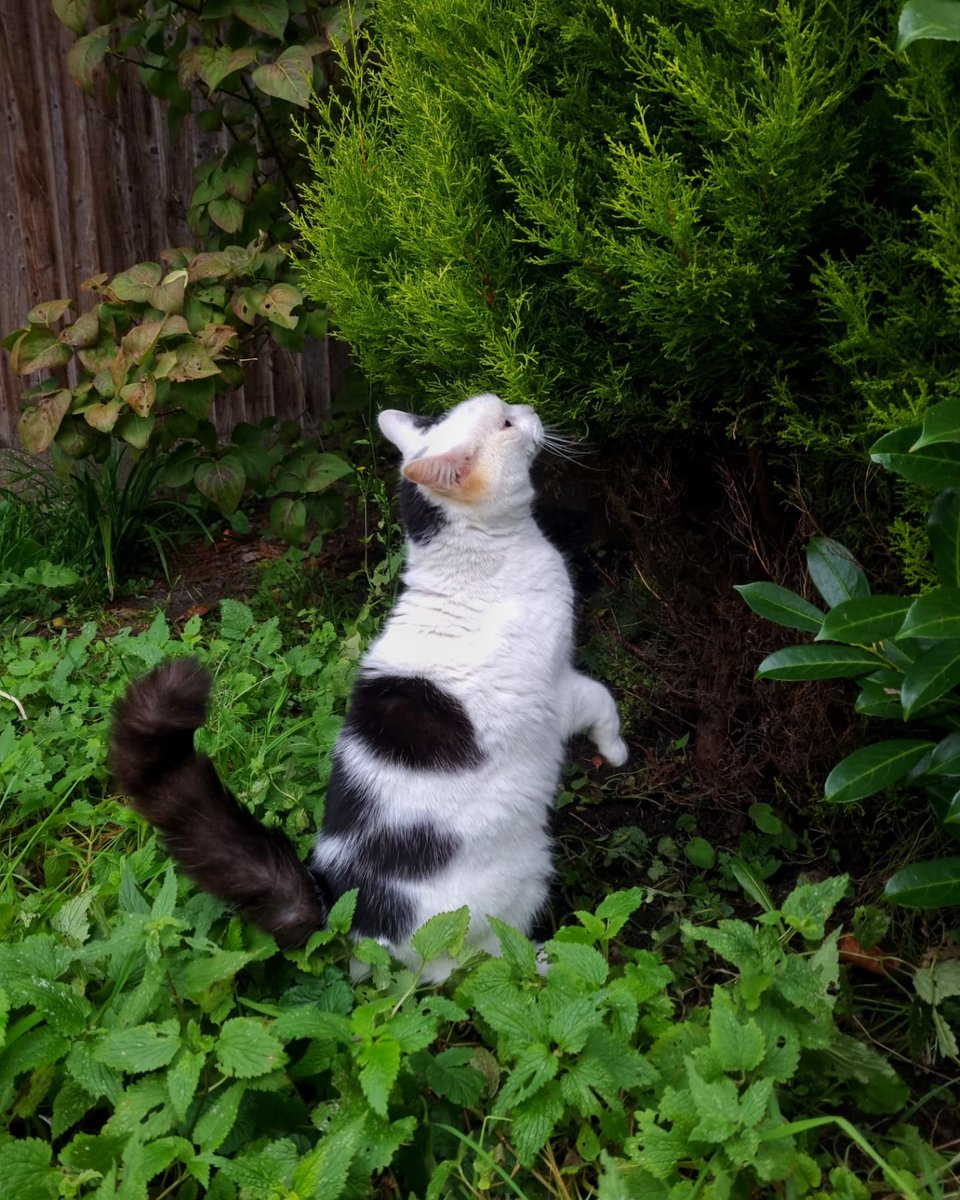 ScaredyCatCW's tweet photo. It's a dull grey day +7 C ... ☁️ ... I'm doing a bit of back of the garden #catadmin ... 🌲🍁🍃🍂😺 ... #CatsOfTwitter #Scaredy #Winter2021 #November2021 https://t.co/a0JpWvBZTP