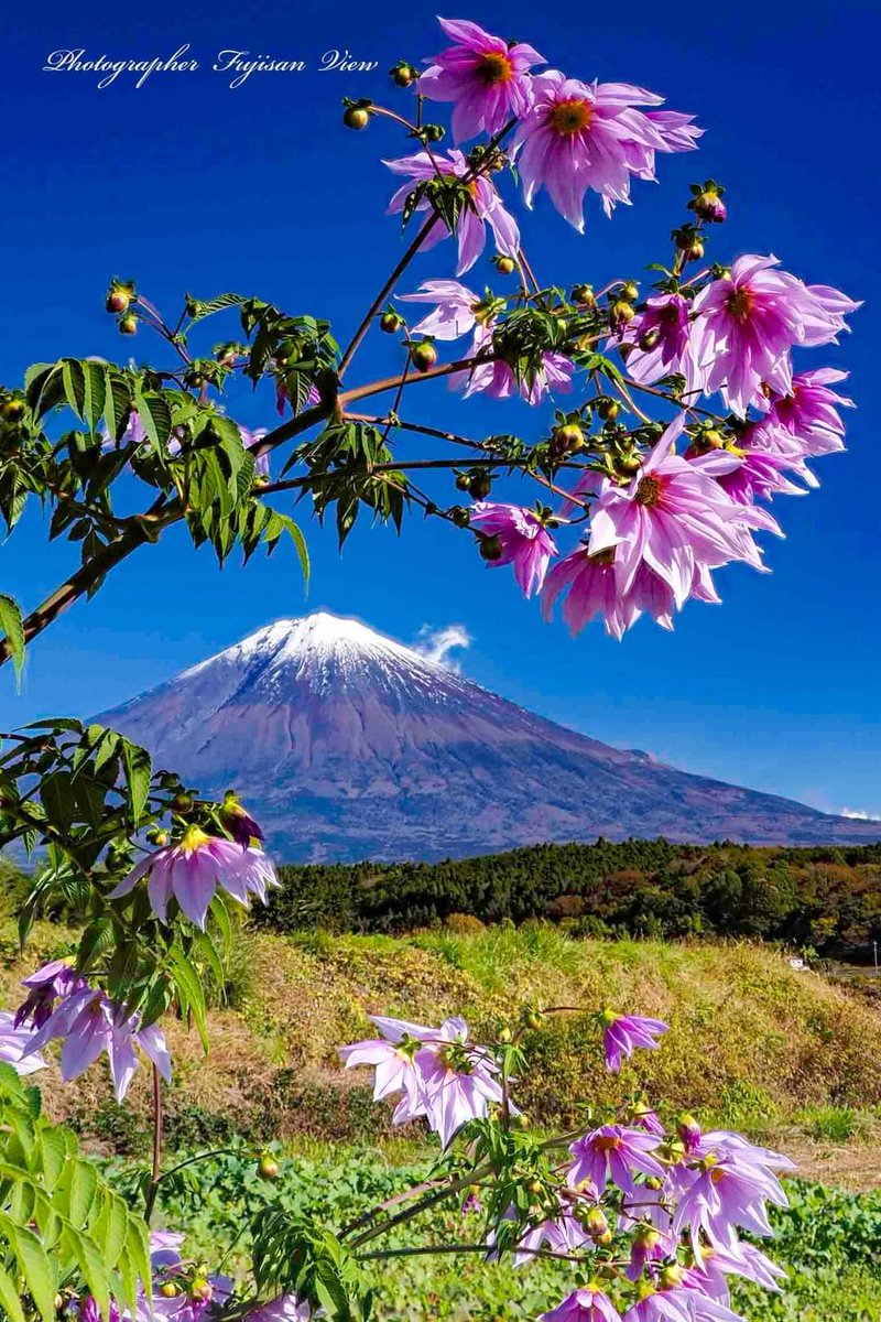 fujisanview's tweet photo. 皇帝ダリアと富士山
photo:2021/11 https://t.co/buvW1rEUmA