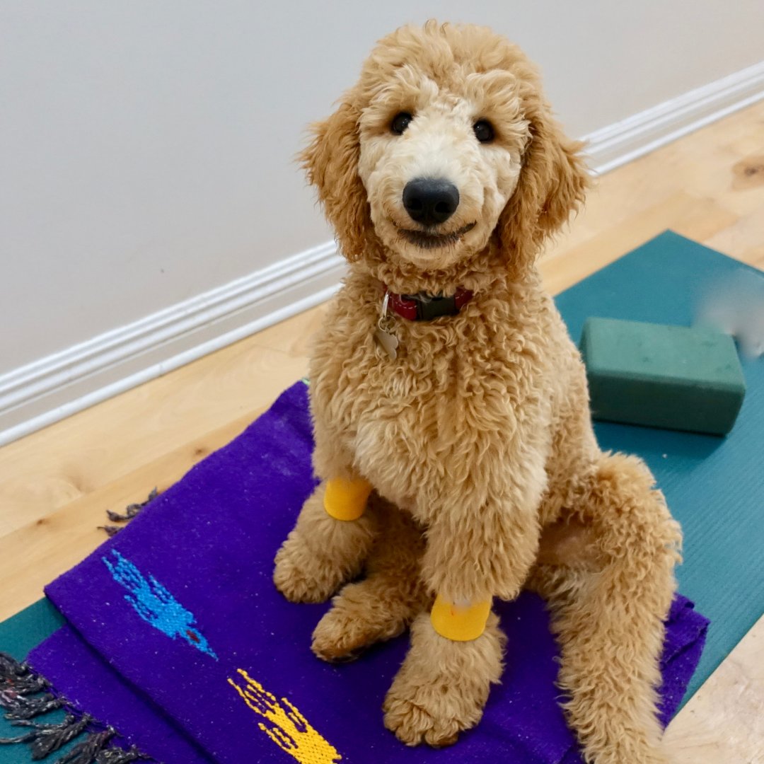 AlyveWellness's tweet photo. Me: I'm just going to do my morning yoga 🧘‍♀️🕊
My Dog: You mean WE, right? https://t.co/9kODHiKHRg