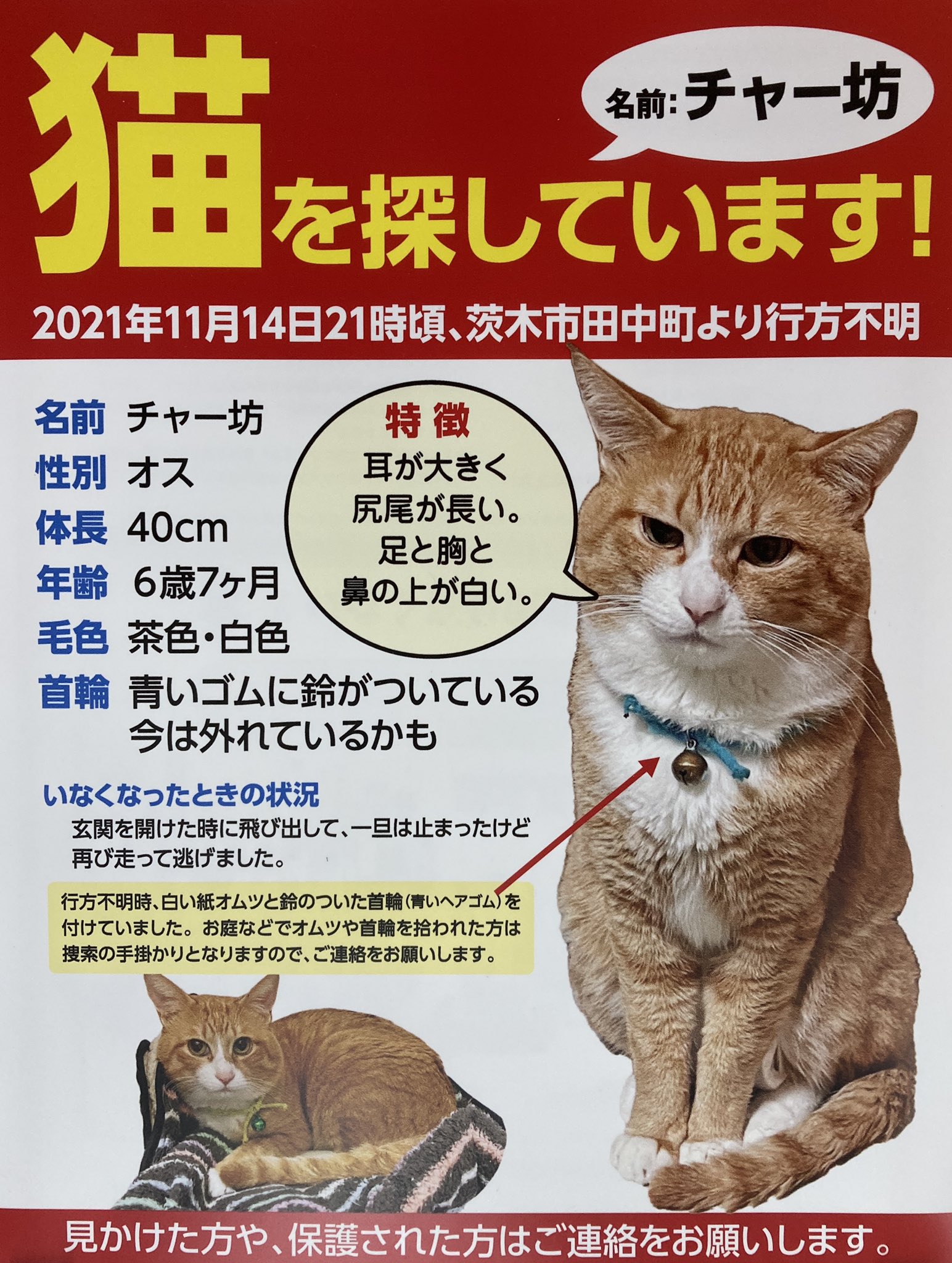 保護猫かふぇ かぎしっぽ 茨木市田中町から14日に逃げ出しました 耳カット無し 茶白 前足短めソックス 口周りの白部分は左右非対称 迷子猫目撃情報ありましたら当店までお知らせ下さい 茨木幼稚園前の川端通りに三毛猫と一緒に居る茶白猫は 耳カット