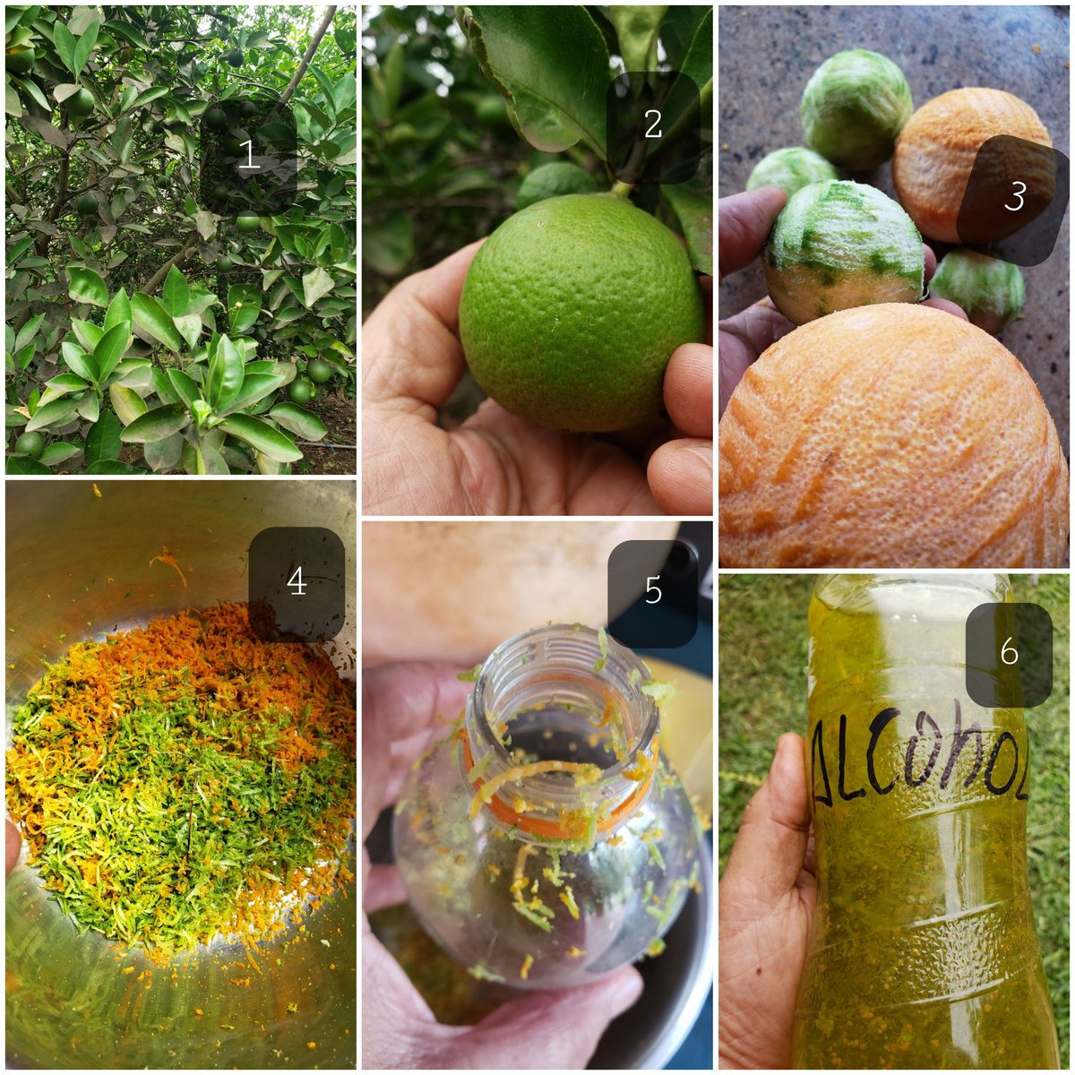 En 6 pasos como hacer un insecticida casero, barato, ecológico y eficaz para usar con las plantas que tanto queremos, atacadas por insectos
8 citricos rayar hasta llegar a la parte blanca, eso poner en 1 litro de alcohol tapar con un paño dejar reposar pero cada día agitar 👇