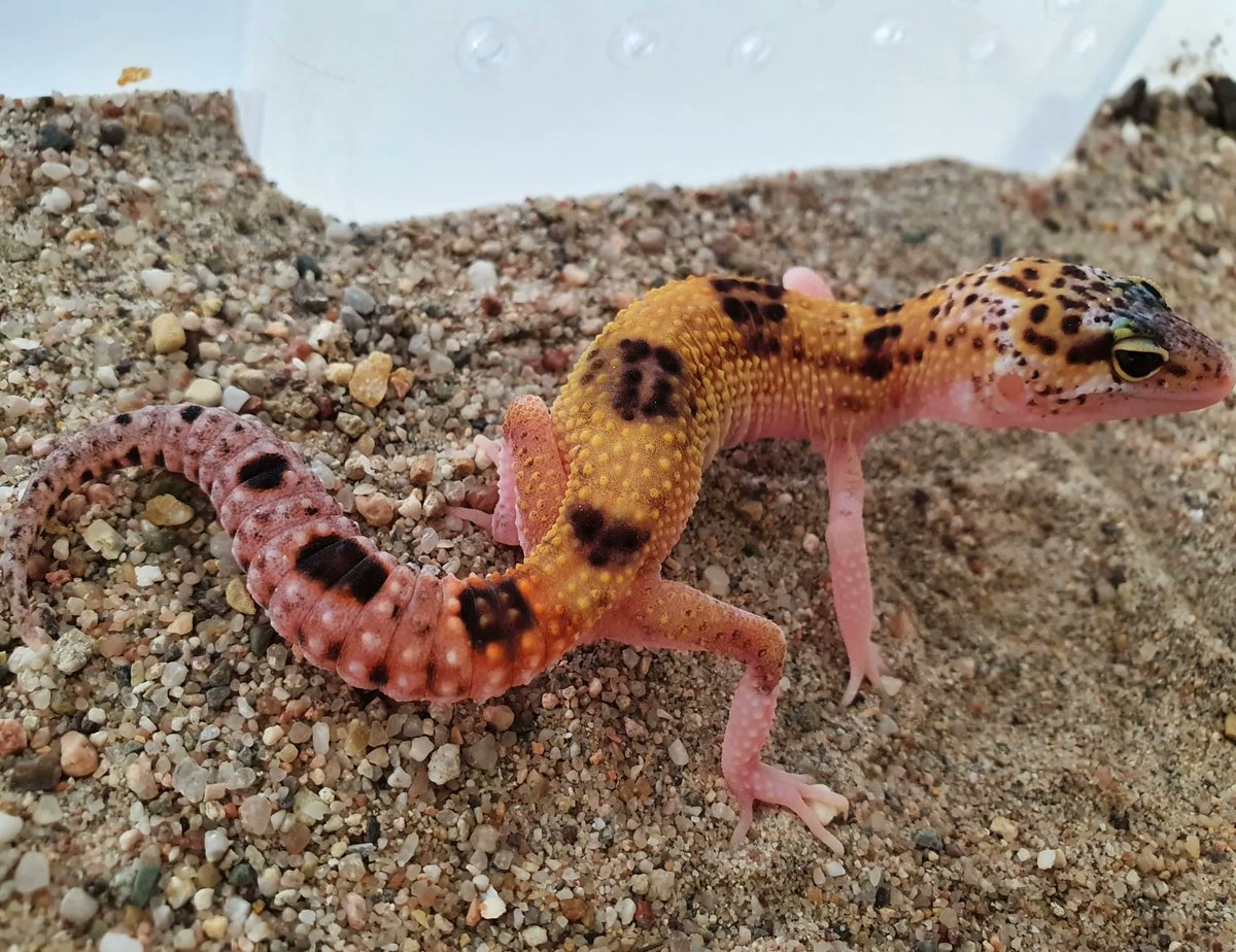 TerraristikL's tweet photo. Leopardgeckos beeindrucken immer wieder mit ihren prächtigen Farben und Mustern. Sie haben es definitiv verdient, zu den  beliebtesten Terrarienbewohnern zu gehören! https://t.co/Dp7gZoMJeX