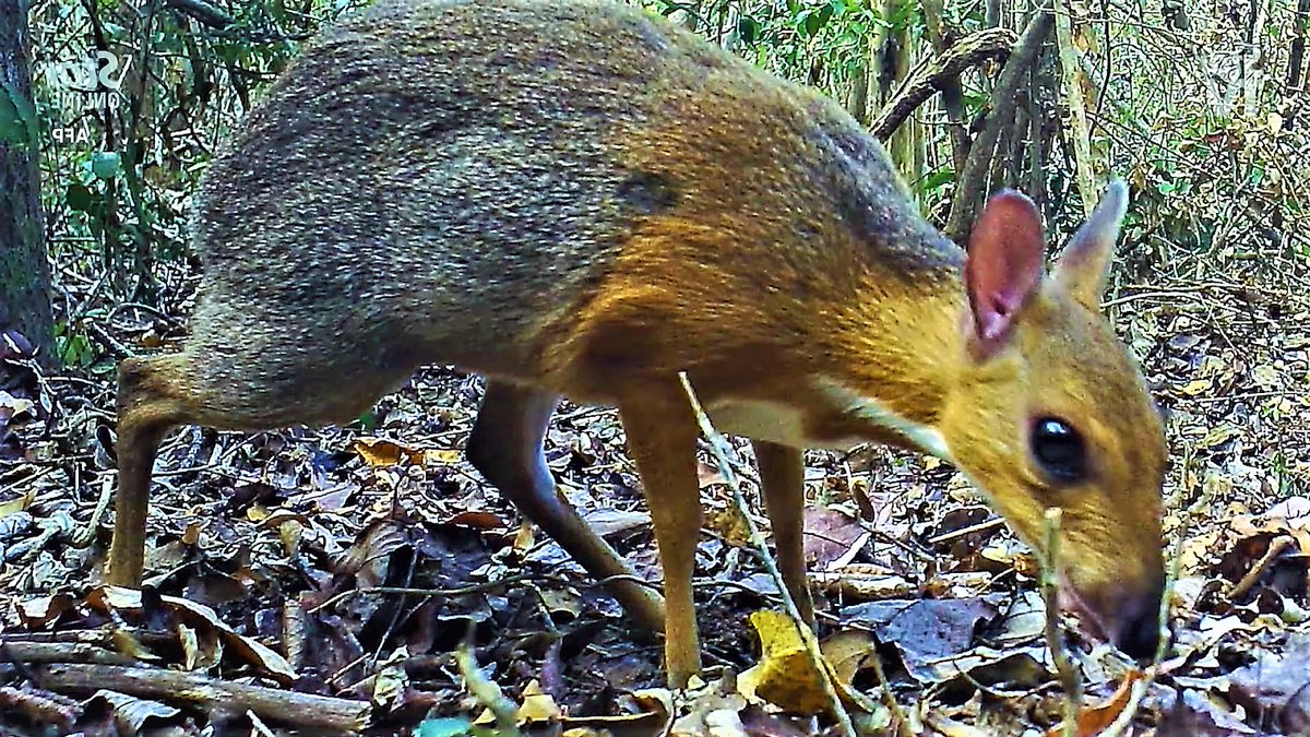 Tzunami_Sapp's tweet photo. #Chevrotain https://t.co/2ylQJbIBqB